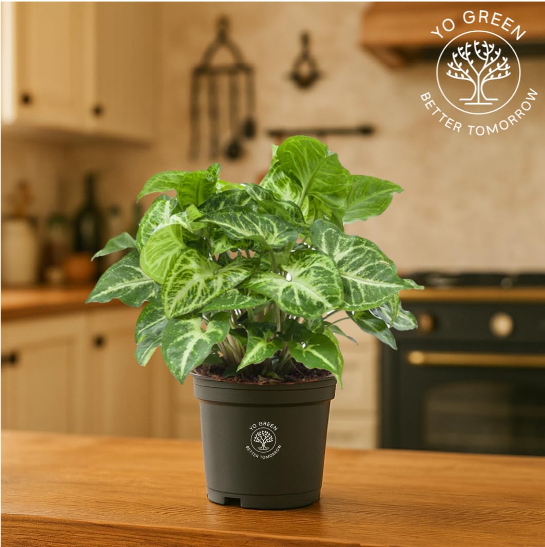 Yo Green Ficus Bonsai Live Plant Indoor - Perfect Bonsai Plant for Home Indoor -Bonsai Tree for Office, Bonsai Plants Gift for Beginners (10 inches-12 inches)