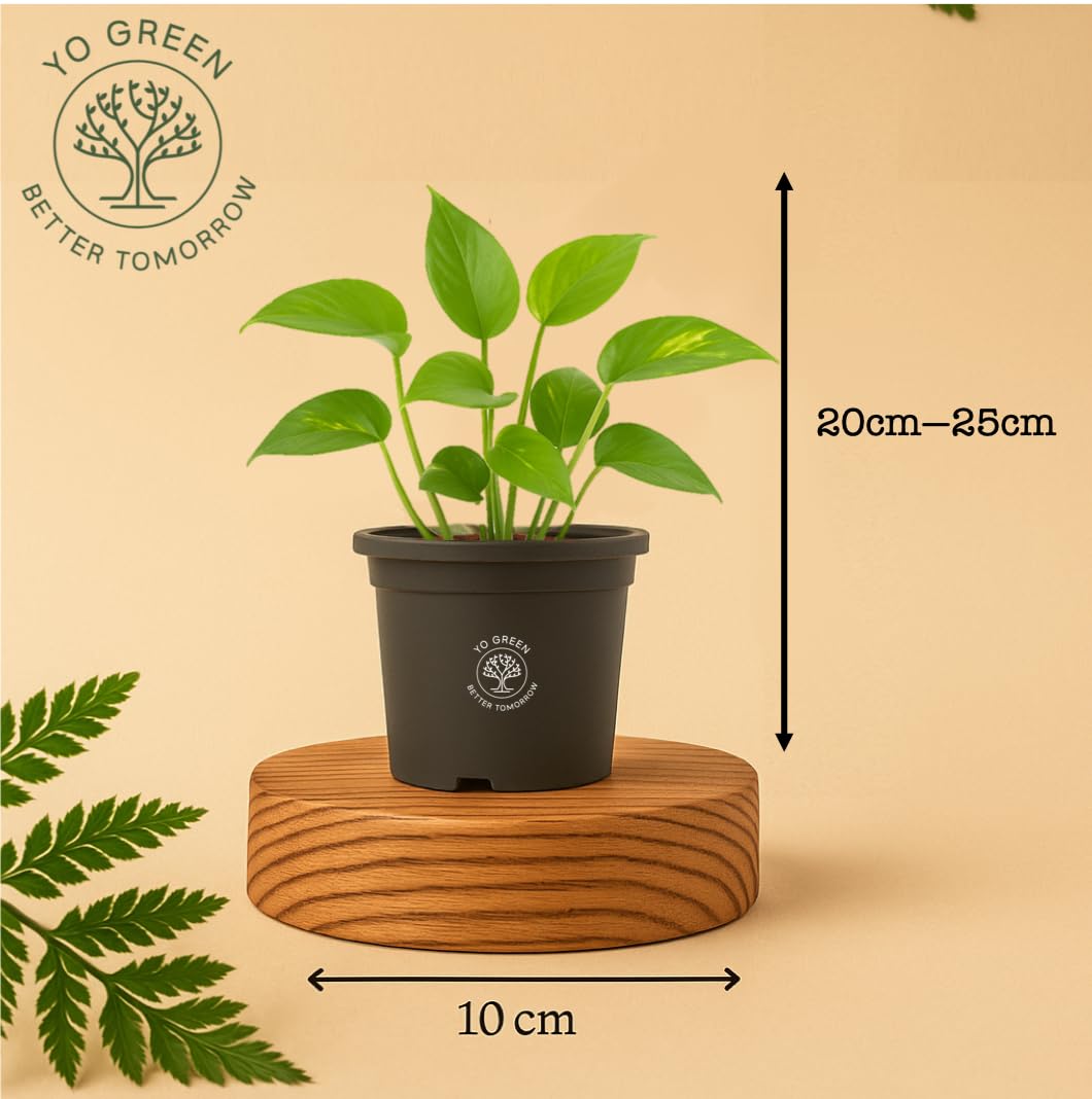 Yo Green Ficus Bonsai Live Plant Indoor - Perfect Bonsai Plant for Home Indoor -Bonsai Tree for Office, Bonsai Plants Gift for Beginners (10 inches-12 inches)