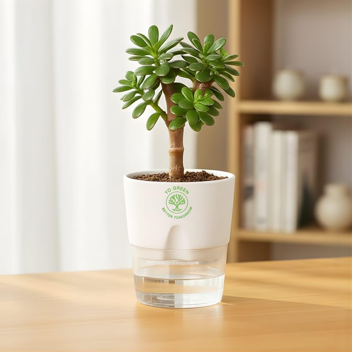 Yo Green Ficus Bonsai Live Plant Indoor - Perfect Bonsai Plant for Home Indoor -Bonsai Tree for Office, Bonsai Plants Gift for Beginners (10 inches-12 inches)
