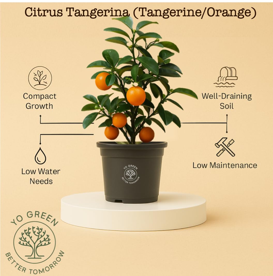 Yo Green High Yield Hybrid All Seasons Tangerine Fruit Tree Live Plant for Home Kitchen Terrace Garden Santre Ka Podha Santre Phal Ka Paudha Grafted Outdoor
