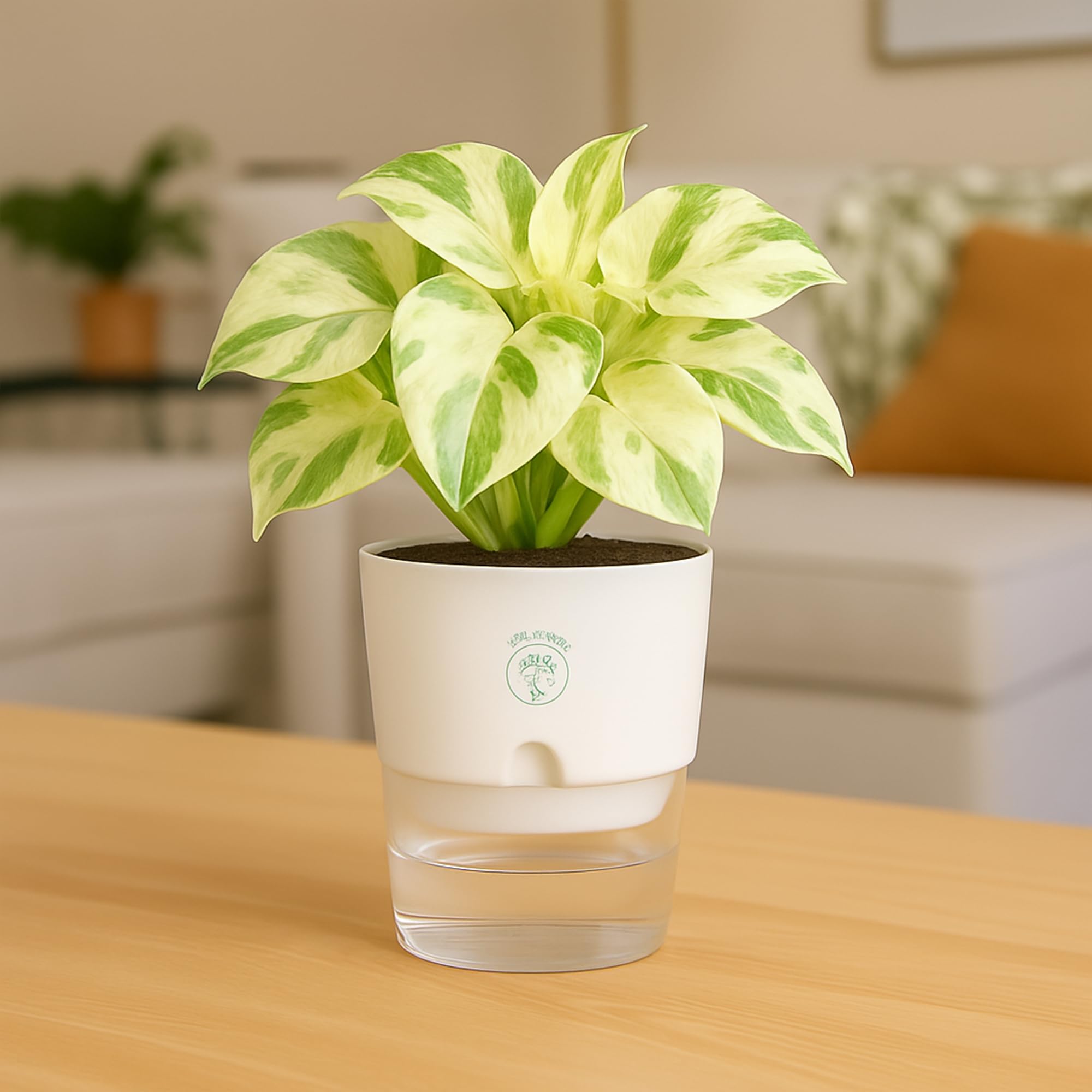 Plants for Living Room - Healthy Indoor Feng Shui Plant, Low Maintenance, Air Purifying