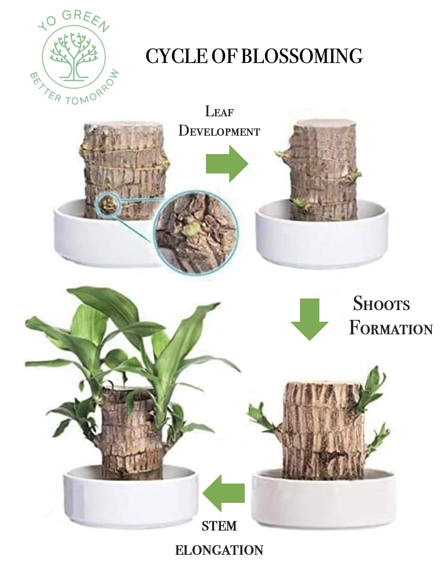 Yo Green Lucky Brazilian Wood Plant for Living Room - Healthy Indoor Feng Shui Plant, Low Maintenance Air Purifying Decor