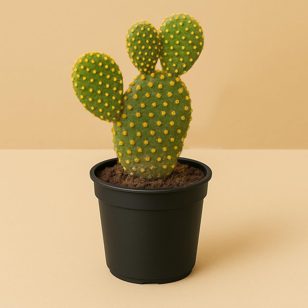 Yo Green succulent plant for Living Room - Healthy Indoor Feng Shui Plant, Low Maintenance, Air Purifying, Home Decor, Gifting, office desk