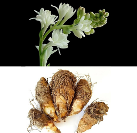 Flower Bulbs